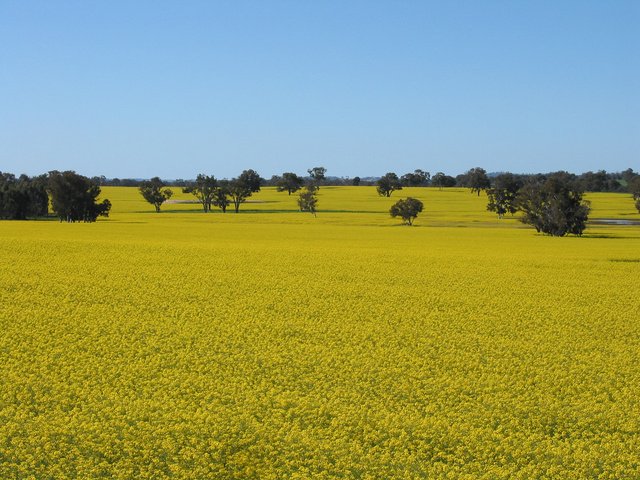 canola